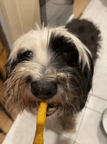 Hundesnacktest Phylax